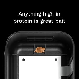 Anything high in protein is great bait